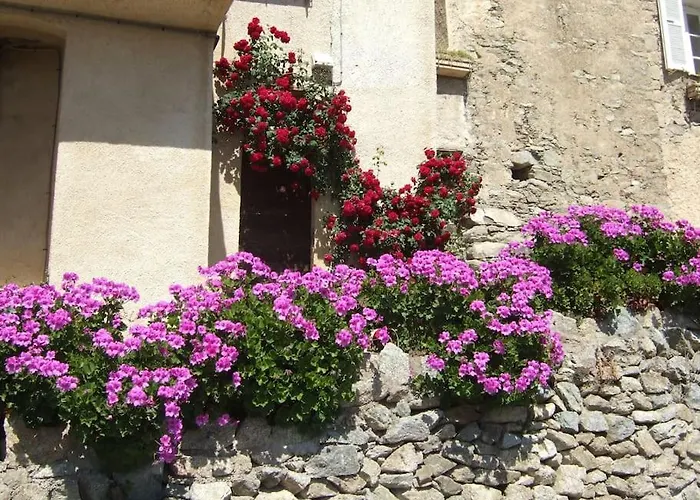 Vos A France Corse * Lama